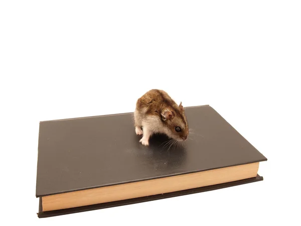 Hamster en het boek — Stockfoto