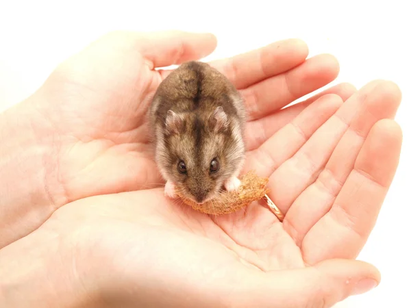 Dwarf hamster in woman hands — Stock Photo, Image