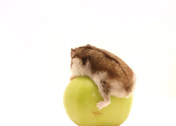 Hamster and an apple — Stock Photo, Image