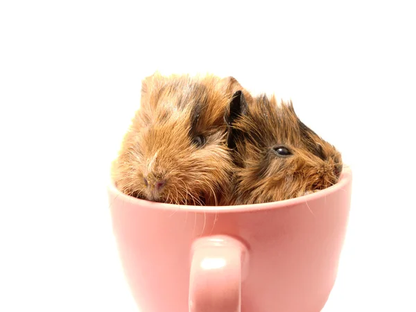 Морская свинка в чайной чашке — стоковое фото