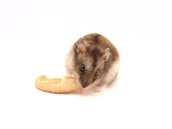 Křeček a soubory cookie — Stock fotografie