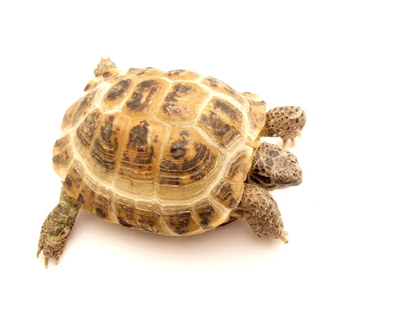 Herman's Tortoise turtle — Stock Photo, Image