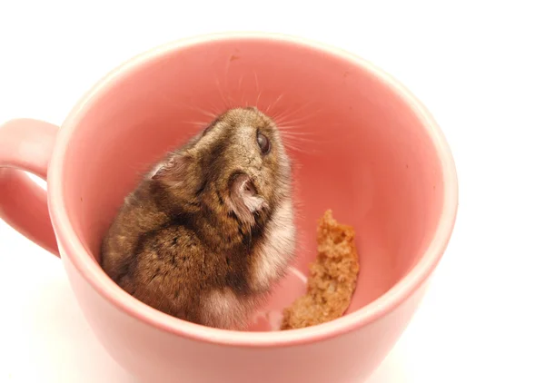 Hamster in a cup — Stock Photo, Image