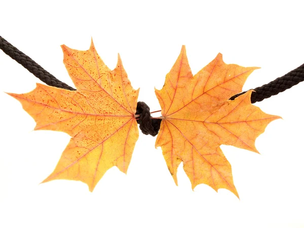 Maple leaf on a rope — Stock Photo, Image