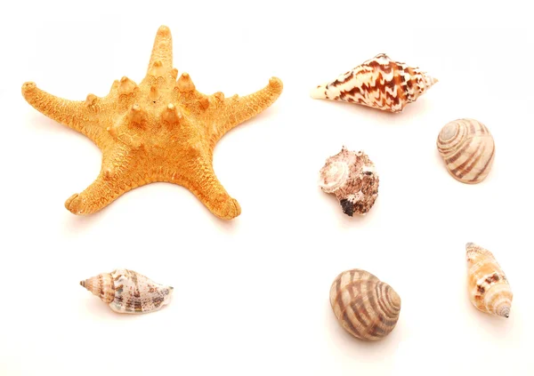 Deniz kase ve yıldız — Stok fotoğraf