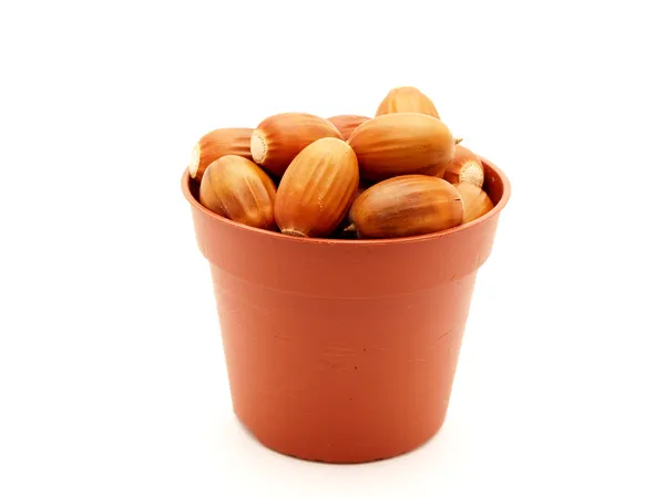 Acorns in a pot — Stock Photo, Image