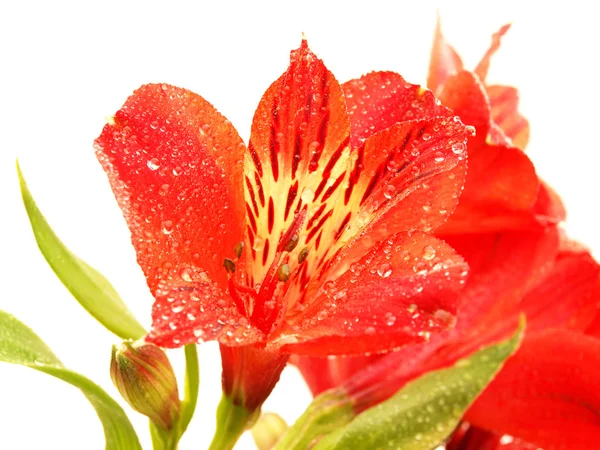 Alstroemeria — Stok fotoğraf