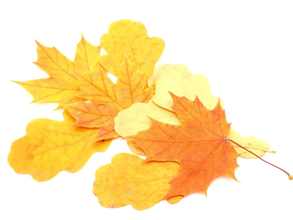 Multi-colored leaves — Stock Photo, Image