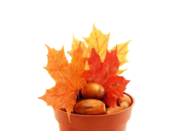 Acorns and leaves — Stock Photo, Image