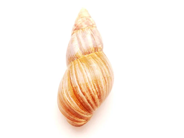 Bowl of a snail on a white background — Stock Photo, Image