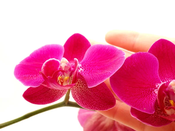 Orchidea na rękę — Zdjęcie stockowe