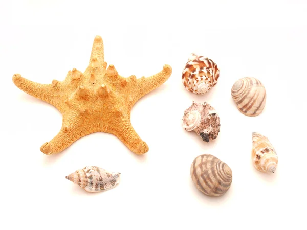 Mořské misku a hvězda — Stock fotografie