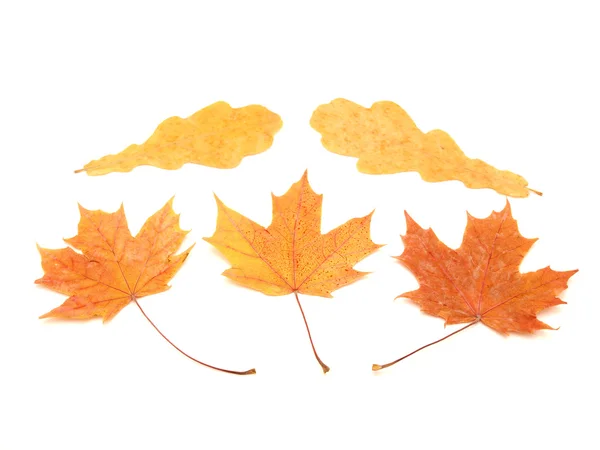 Multi-colored leaves — Stock Photo, Image