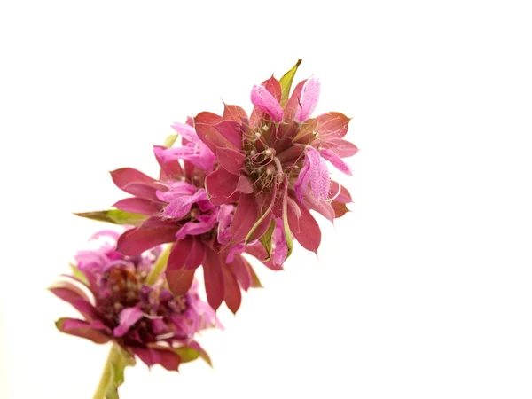 Flower — Stock Photo, Image