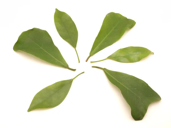 Leaves — Stock Photo, Image