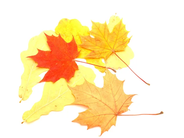 複数の色の葉 — ストック写真