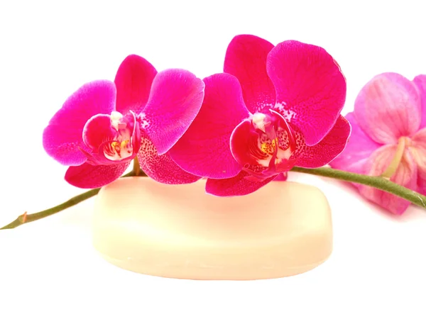 兰花和肥皂 — 图库照片
