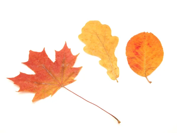 Multi-colored leaves — Stock Photo, Image