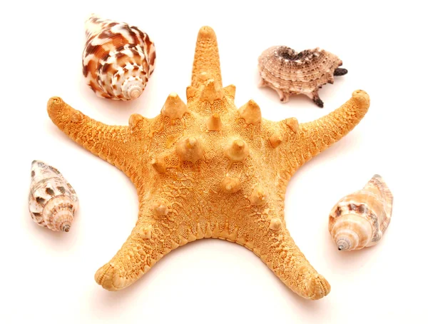 Tigela marinha e estrela — Fotografia de Stock