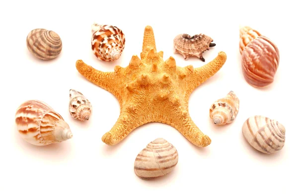 Deniz kase ve yıldız — Stok fotoğraf