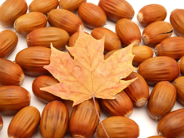 Acorns and leaves — Stock Fotó