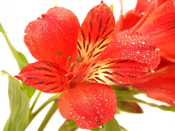 Alstroemeria su sfondo bianco — Foto Stock