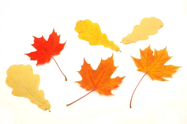 Multi-colored leaves — Stock Photo, Image