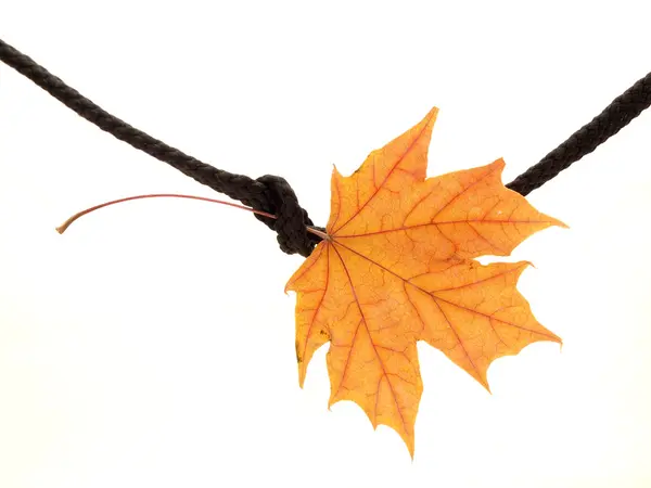 Maple leaf on a rope — Stock Photo, Image