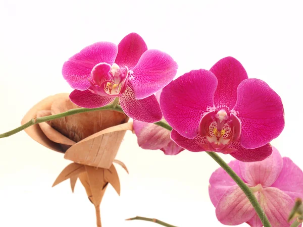Orchidea i drewniana róża — Zdjęcie stockowe
