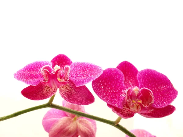 Orchidej — Stock fotografie