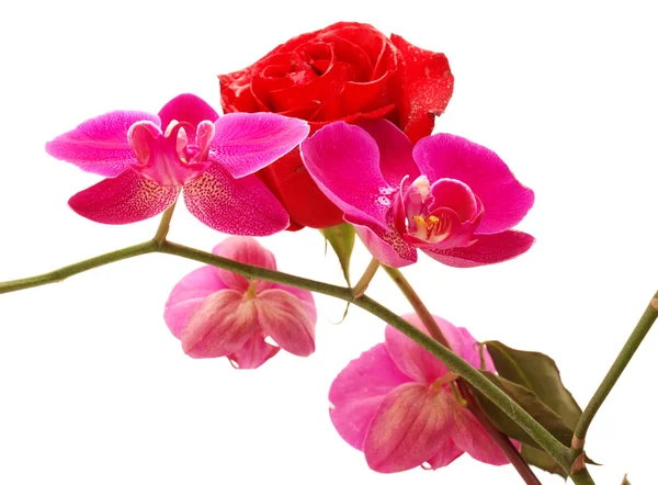 Orchidea i róża — Zdjęcie stockowe