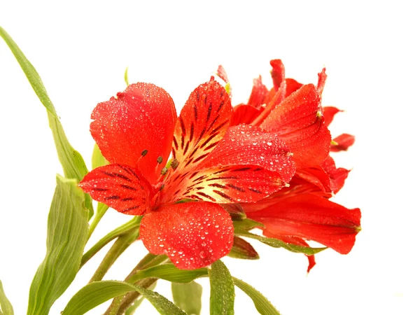 Alstroemeria — Stok fotoğraf