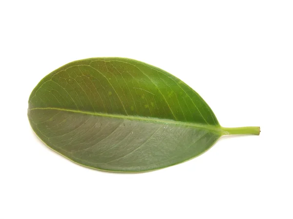 Leaves — Stock Photo, Image