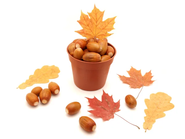 Acorns and leaves — Stock Photo, Image