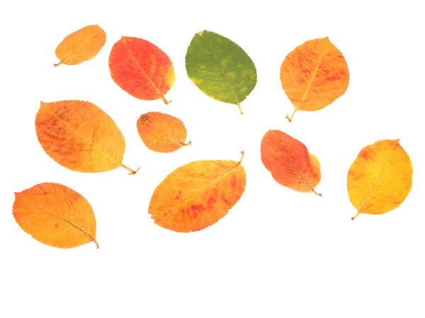 Multi-gekleurde bladeren — Stockfoto