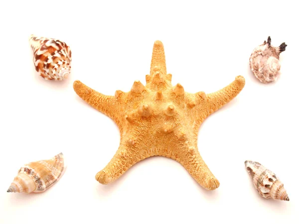 海洋 cockleshells 和星 — 图库照片