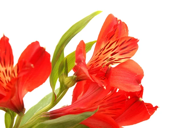 Alstroemeria — Stok fotoğraf