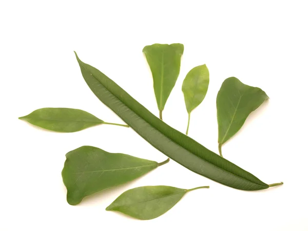 Leaves — Stock Photo, Image