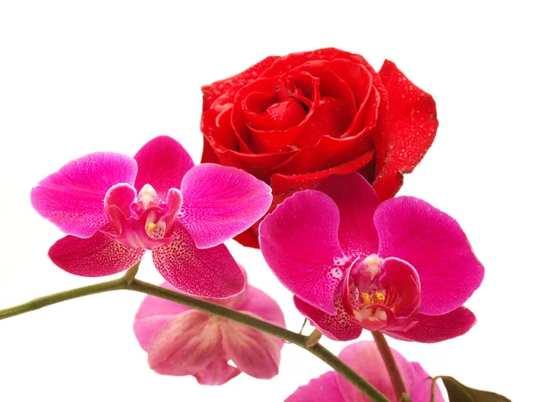 Orchidea i róża — Zdjęcie stockowe