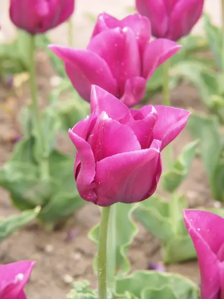 Roze tulp — Stockfoto