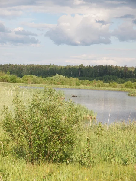 Hout in de zomer — Stockfoto