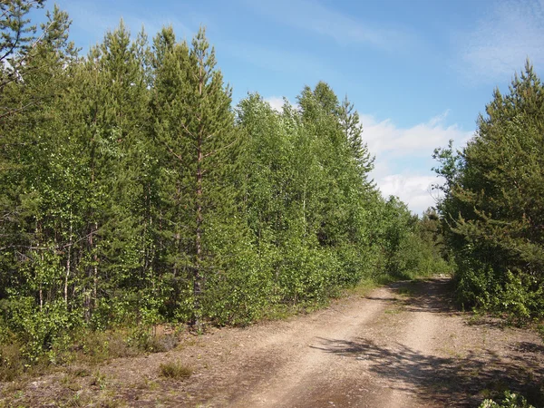 Bela floresta verde — Fotografia de Stock