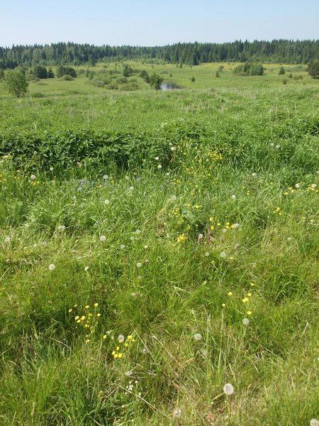 Wald im Sommer — Stockfoto