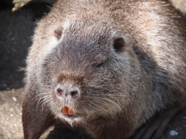 Porträtt av en nutria — Stockfoto