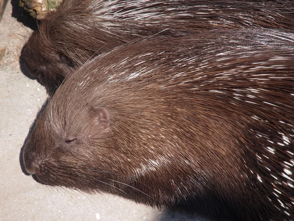 Porcupine Retrato — Foto de Stock