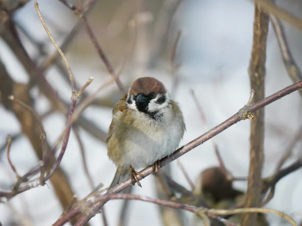 House Sparrow — Stock Photo, Image