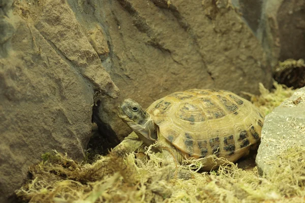 Turtle — Stock Photo, Image