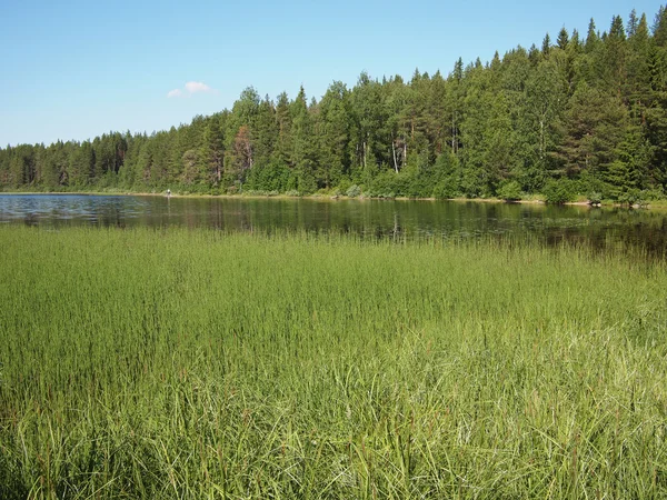 Lakeshore — Stock Photo, Image