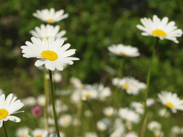 Camomiles — Zdjęcie stockowe