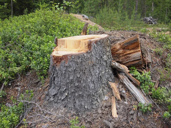 Tronco de abeto grande recién aserrado en bosque de primavera —  Fotos de Stock